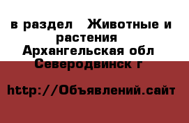  в раздел : Животные и растения . Архангельская обл.,Северодвинск г.